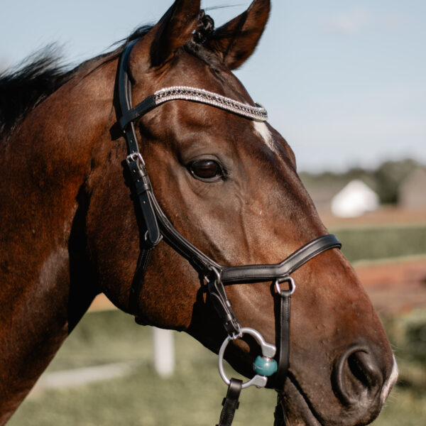 Black horse bridle velarc noire