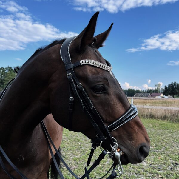 Ciel Éternel black horse double bridle left head