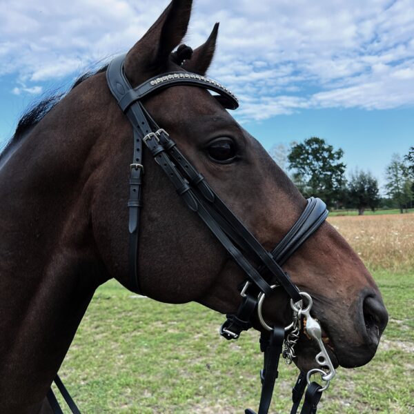 velvet noire right black horse double bridle